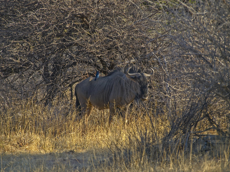 Gnu, Okonjima